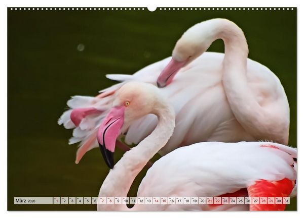 Produktbild: Flamingo Zauber (hochwertiger Premium Wandkalender 2026 DIN A2 quer), Kunstdruck in Hochglanz
