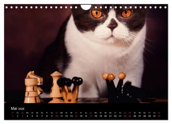 Produktbild: Schokoladige Britisch Kurzhaar Katzen (Wandkalender 2026 DIN A4 quer), CALVENDO Monatskalender