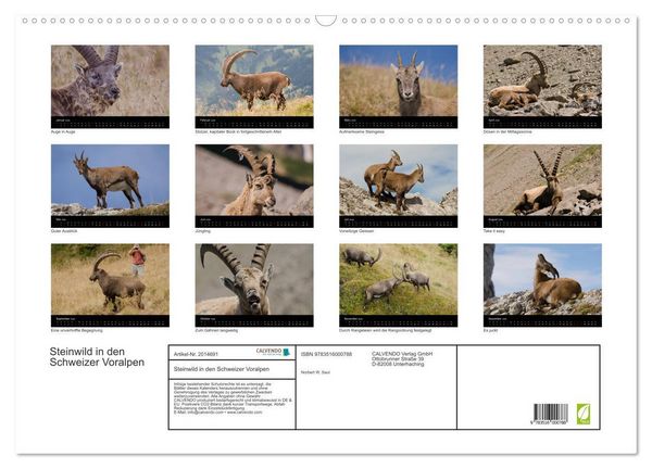 Produktbild: Steinwild in den Schweizer Voralpen (Wandkalender 2026 DIN A2 quer), CALVENDO Monatskalender