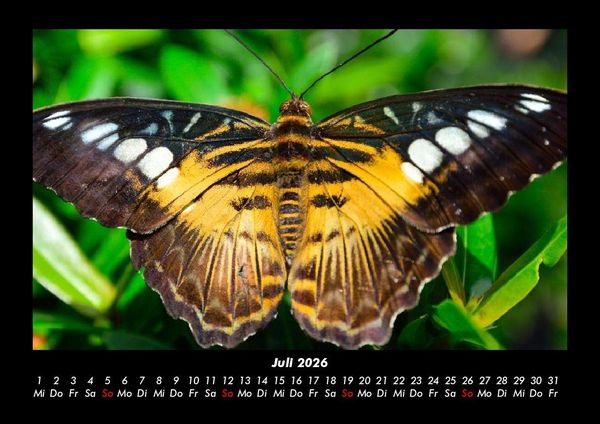 Produktbild: Tierkalender 2026 Fotokalender DIN A3