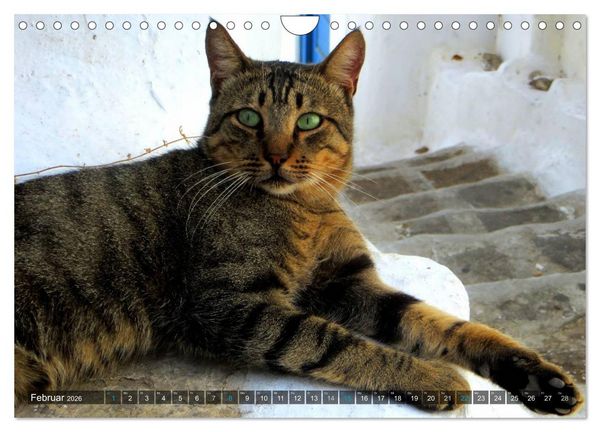Produktbild: SAMTPFOTEN auf Mykonos (Wandkalender 2026 DIN A4 quer), CALVENDO Monatskalender