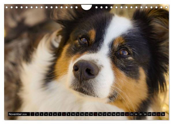 Produktbild: Australian Shepherd - Lebensfreude auf vier Pfoten (Wandkalender 2026 DIN A4 quer), CALVENDO Monatskalender