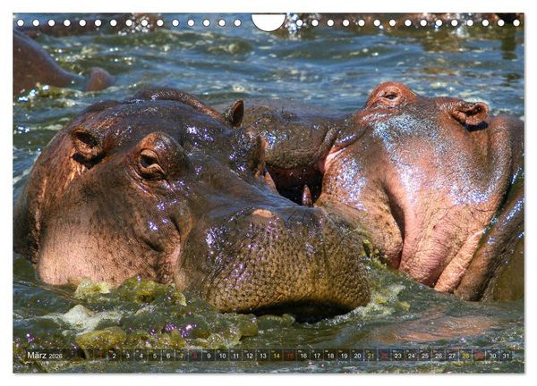 Produktbild: Hippos - Begegnungen in Afrika (Wandkalender 2026 DIN A4 quer), CALVENDO Monatskalender