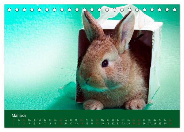 Produktbild: Lustige Kaninchen (Tischkalender 2026 DIN A5 quer), CALVENDO Monatskalender