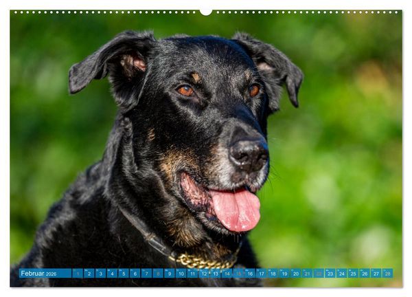 Produktbild: Der Beauceron (hochwertiger Premium Wandkalender 2026 DIN A2 quer), Kunstdruck in Hochglanz