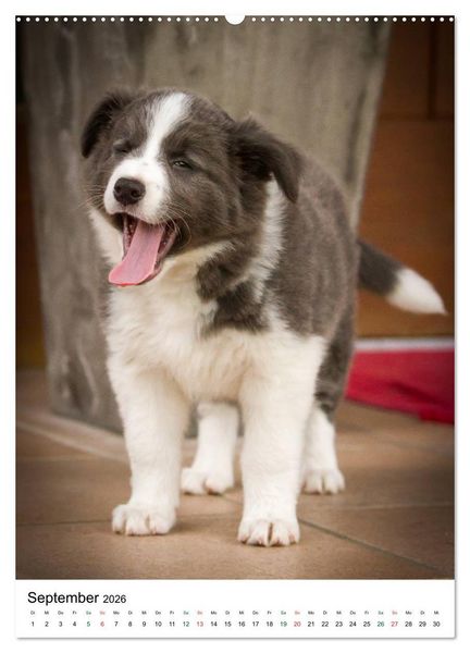 Produktbild: Border Collie Zuckerschnuten (hochwertiger Premium Wandkalender 2026 DIN A2 hoch), Kunstdruck in Hochglanz