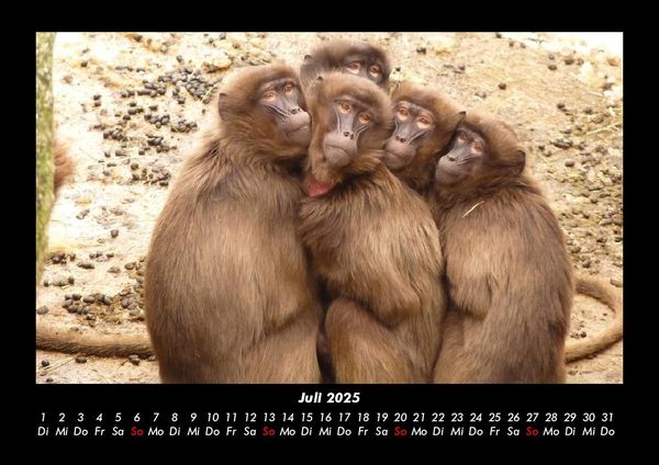 Produktbild: Affen 2025 Fotokalender DIN A3