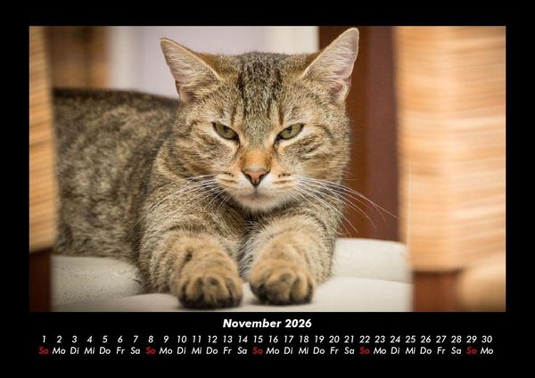 Produktbild: F&uuml;r Katzenfreunde 2026 Fotokalender DIN A3