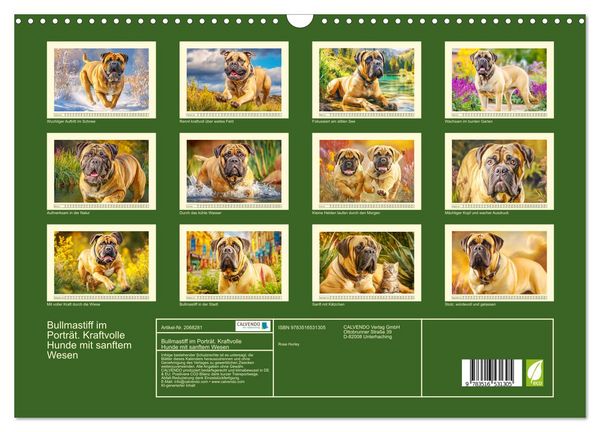 Produktbild: Bullmastiff im Portr&auml;t. Kraftvolle Hunde mit sanftem Wesen (Wandkalender 2026 DIN A3 quer), CALVENDO Monatskalender