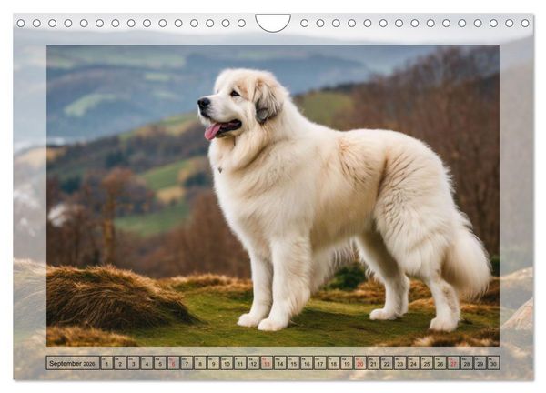 Produktbild: Majest&auml;tische Pyren&auml;en Berghunde (Wandkalender 2026 DIN A4 quer), CALVENDO Monatskalender