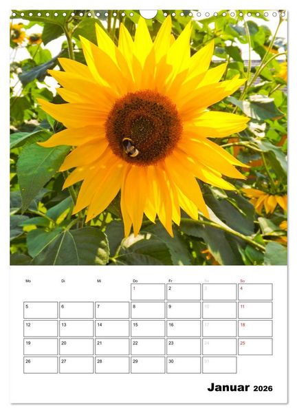 Produktbild: Strahlende Sonnenblumen (Wandkalender 2026 DIN A3 hoch), CALVENDO Monatskalender