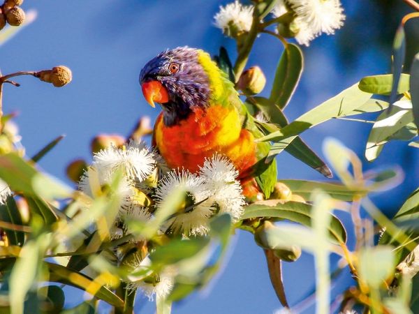 Produktbild: CALVENDO Puzzle Allfarblori Australien | 1000 Teile Lege-Gr&ouml;&szlig;e 64x48cm Foto-Puzzle f&uuml;r gl&uuml;ckliche Stunden