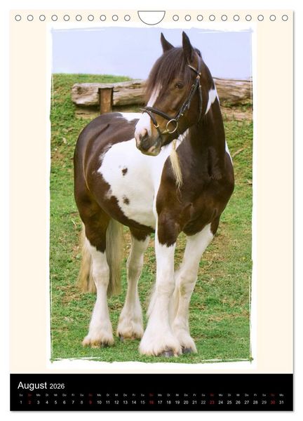 Produktbild: Gypsy's (Wandkalender 2026 DIN A4 hoch), CALVENDO Monatskalender