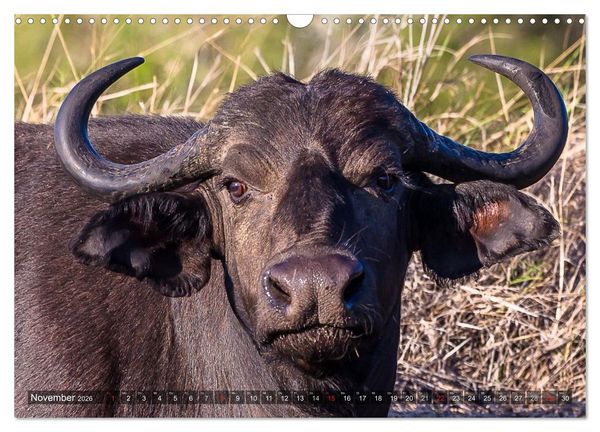 Produktbild: blick kontakt mit tieren im &ouml;stlichen und s&uuml;dlichen afrika (Wandkalender 2026 DIN A3 quer), CALVENDO Monatskalender