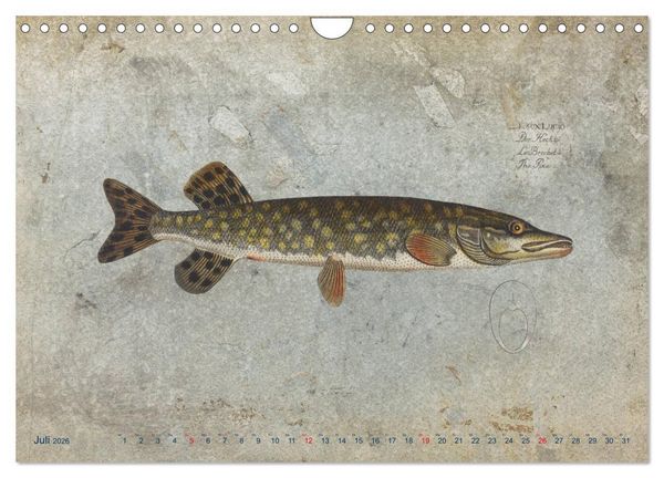 Produktbild: Antike Fischillustrationen nach Marcus Elieser Bloch (Wandkalender 2026 DIN A4 quer), CALVENDO Monatskalender