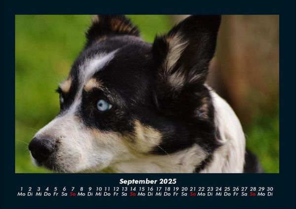 Produktbild: Welpen 2025 Fotokalender DIN A4