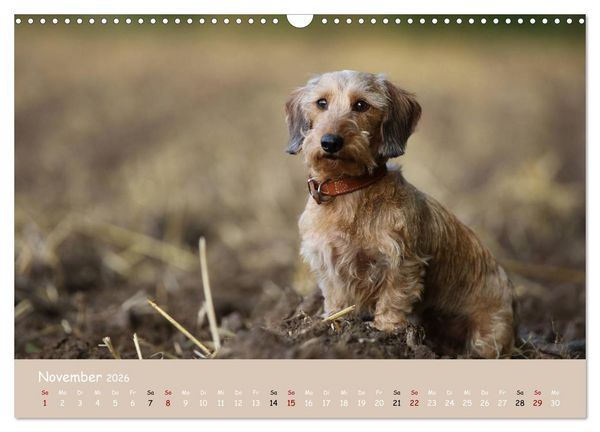 Produktbild: Dackel - lustige Gesellen auf kurzen Beinchen (Wandkalender 2026 DIN A3 quer), CALVENDO Monatskalender