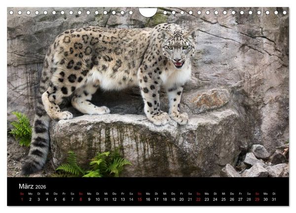 Produktbild: Schneeleoparden (Wandkalender 2026 DIN A4 quer), CALVENDO Monatskalender