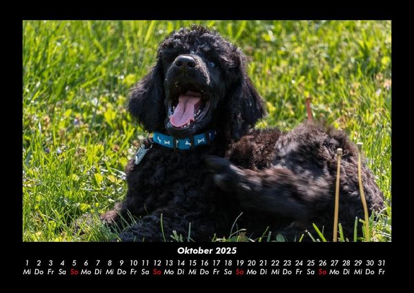 Produktbild: Hundezauber 2025 Fotokalender DIN A3