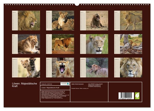Produktbild: L&ouml;wen. Majest&auml;tische Kraft (hochwertiger Premium Wandkalender 2026 DIN A2 quer), Kunstdruck in Hochglanz
