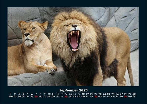Produktbild: L&ouml;wen in der Wildnis 2025 Fotokalender DIN A4