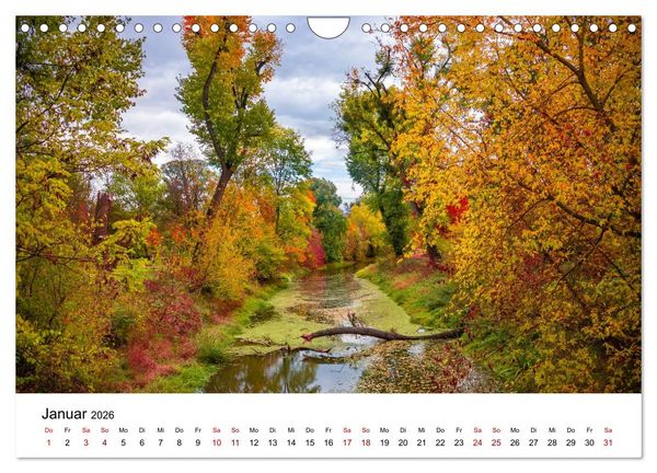Produktbild: W&auml;lder: die letzte Zuflucht f&uuml;r die Wildnis (Wandkalender 2026 DIN A4 quer), CALVENDO Monatskalender