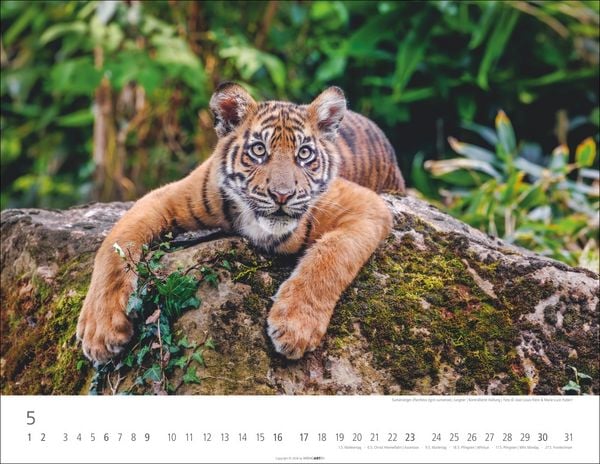 Produktbild: Tiger Kalender 2027