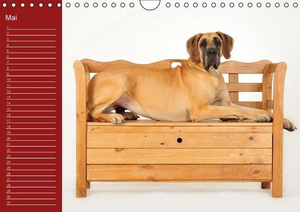 Produktbild: Deutsche Doggen / Geburtstagskalender (Wandkalender immerw&auml;hrend DIN A4 quer)