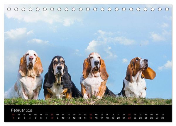 Produktbild: Der Basset, eine LANGE und besondere Liebe (Tischkalender 2026 DIN A5 quer), CALVENDO Monatskalender