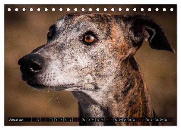 Produktbild: Windhunde - eine Leidenschaft (Tischkalender 2026 DIN A5 quer), CALVENDO Monatskalender