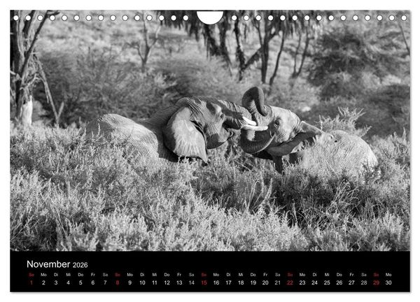 Produktbild: Elefanten Schwarz - Weiss (Wandkalender 2026 DIN A4 quer), CALVENDO Monatskalender