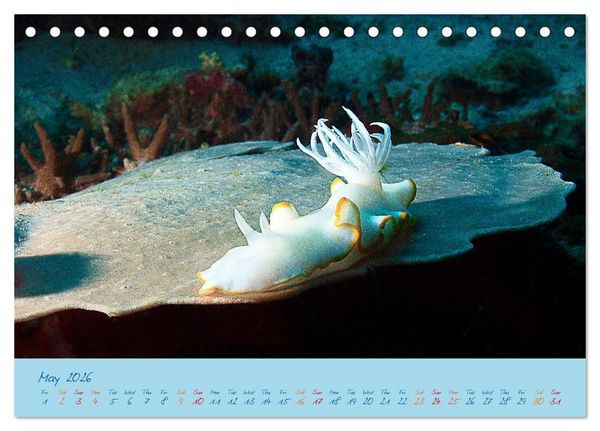 Produktbild: Sea Slugs - Little Wonders - Pure Beauties (Desk Calendar 2026 DIN A5 landscape), CALVENDO 12 Month DeskCalendar