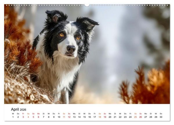Produktbild: Border Collies H&uuml;teprofis (Wandkalender 2026 DIN A2 quer), CALVENDO Monatskalender