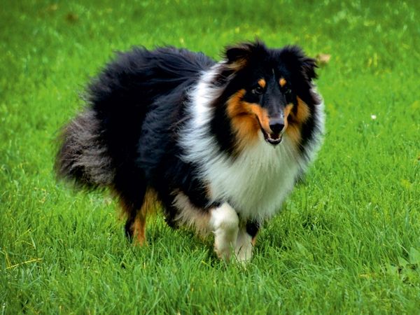 Produktbild: CALVENDO Puzzle Langhaar Collie tricolor | 1000 Teile Lege-Gr&ouml;&szlig;e 64x48cm Foto-Puzzle f&uuml;r gl&uuml;ckliche Stunden