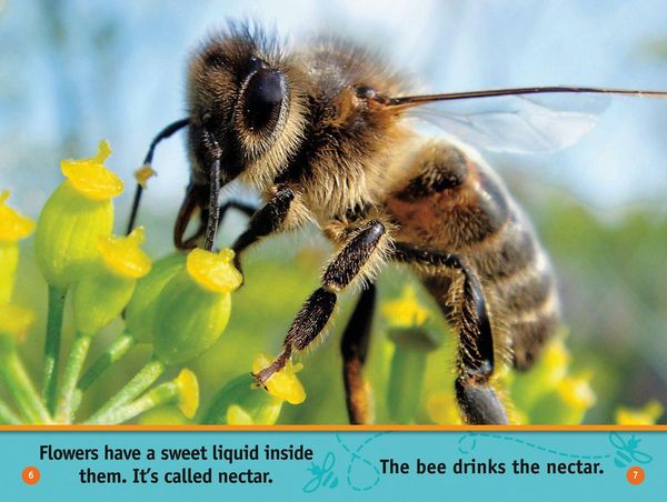 Produktbild: Nat Geo Reader - Buzz Bee