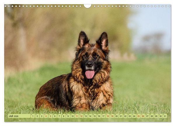 Produktbild: Altdeutsche Sch&auml;ferhunde - Traumhafte Sch&auml;ferhunde Langstockhaar (Wandkalender 2026 DIN A3 quer), CALVENDO Monatskalender
