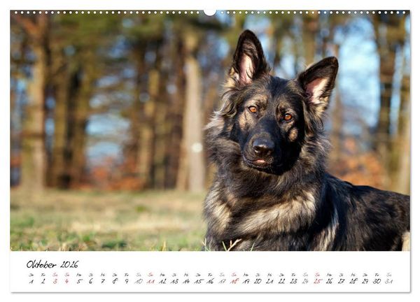 Produktbild: Zauberhafte Langhaar Sch&auml;ferhunde (hochwertiger Premium Wandkalender 2026 DIN A2 quer), Kunstdruck in Hochglanz