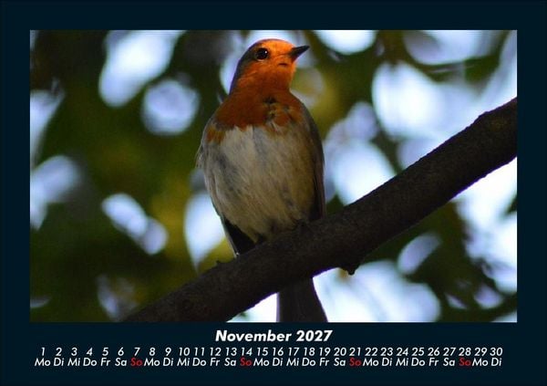 Produktbild: V&ouml;gel 2027 Fotokalender DIN A5