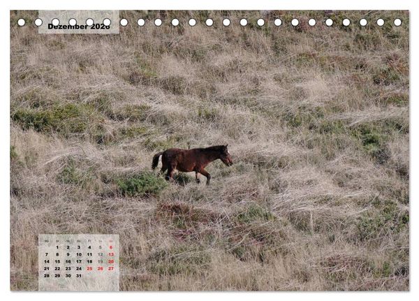 Produktbild: Nordportugal - Heimat der letzten wilden Pferde (Tischkalender 2026 DIN A5 quer), CALVENDO Monatskalender