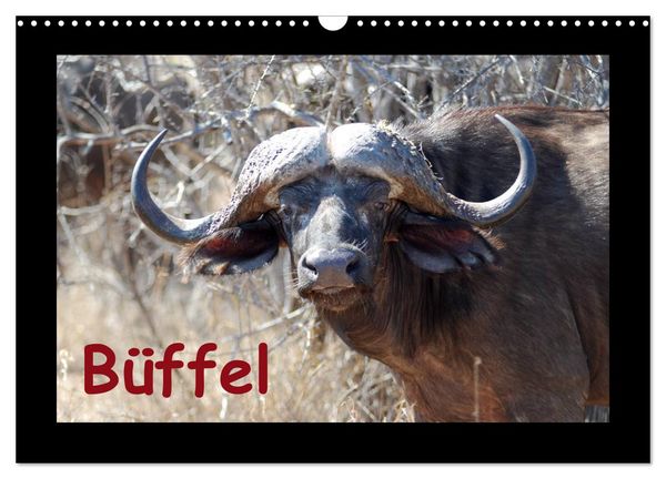 Produktbild: B&uuml;ffel (Wandkalender 2026 DIN A3 quer), CALVENDO Monatskalender