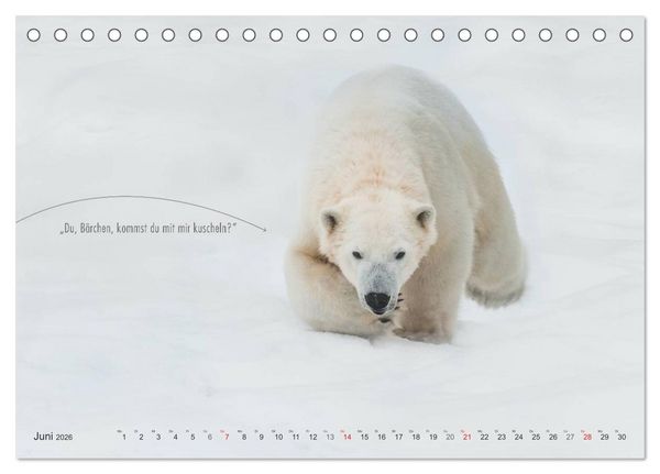 Produktbild: Emotionale Momente: Eisb&auml;ren - ganz menschlich gesehen. (Tischkalender 2026 DIN A5 quer), CALVENDO Monatskalender