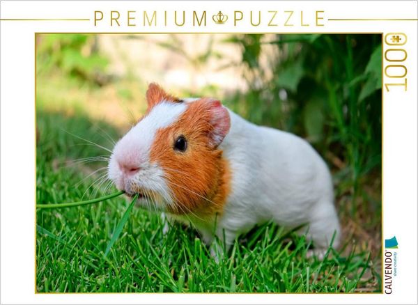 CALVENDO Puzzle Ein Motiv aus dem Kalender Meerschweinchen - so süß | 1000 Teile Lege-Größe 64x48cm Foto-Puzzle für glückliche Stunden, Sonstige von ,