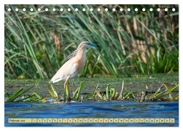 Produktbild: Donaudelta - Europas gro&szlig;es Vogelparadies (Tischkalender 2026 DIN A5 quer), CALVENDO Monatskalender