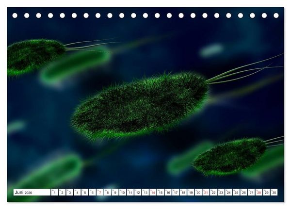 Produktbild: Mikrobiologie. Mikroorganismen, Genetik und Zellen (Tischkalender 2026 DIN A5 quer), CALVENDO Monatskalender
