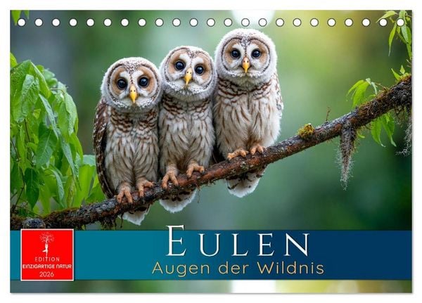 Eulen - Augen der Wildnis (Tischkalender 2026 DIN A5 quer), CALVENDO Monatskalender