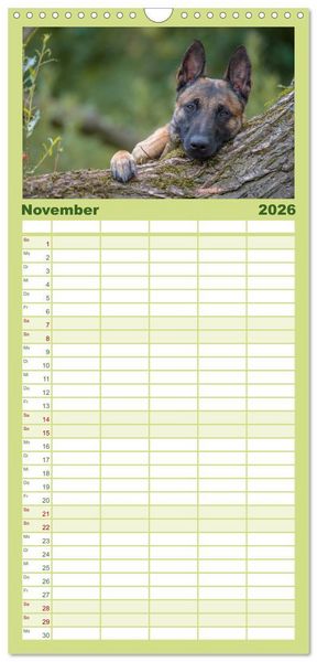 Produktbild: Familienplaner 2026 - Belgischer Sch&auml;ferhund - Der Malinois mit 5 Spalten (Wandkalender, 21 x 45 cm) CALVENDO