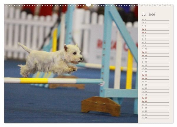 Produktbild: West Highland White Terrier - Selbstbewustes Powerpaket - der Westie (hochwertiger Premium Wandkalender 2026 DIN A2 quer), Kunstdruck in Hochglanz