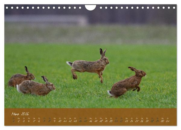 Produktbild: Feldhasen in H&ouml;chstform (Wandkalender 2026 DIN A4 quer), CALVENDO Monatskalender