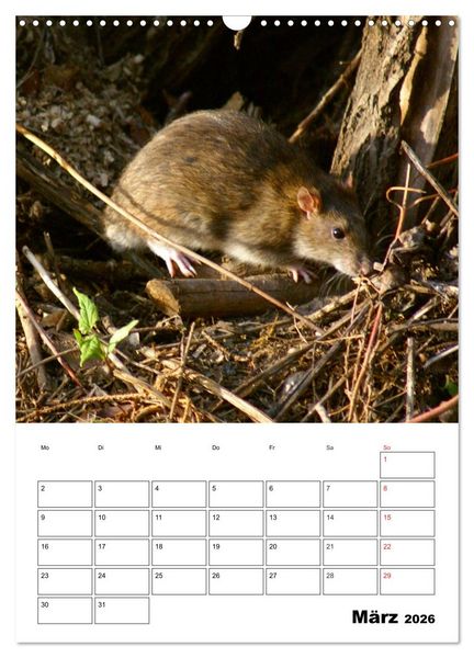 Produktbild: Heimische Wildtiere Terminplaner (Wandkalender 2026 DIN A3 hoch), CALVENDO Monatskalender
