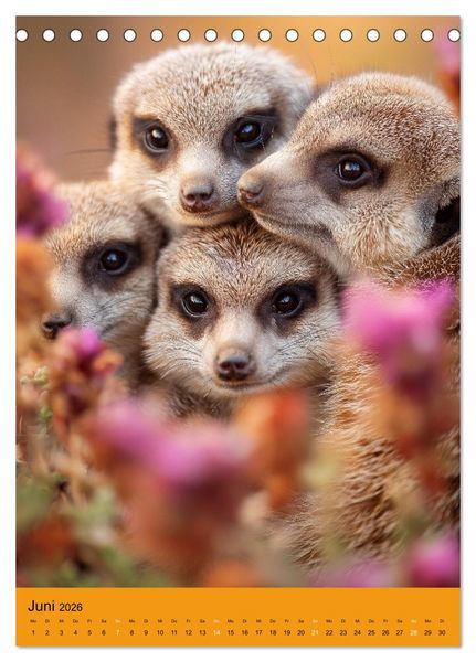 Produktbild: Die Erdm&auml;nnchen Familie - Kalender der niedlichen Tiere (Tischkalender 2026 DIN A5 hoch), CALVENDO Monatskalender